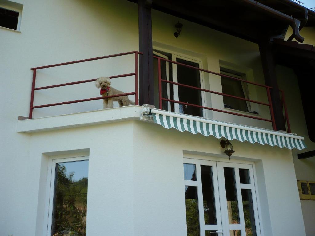 Pension Piatra Craiului モイエチウ・デ・ジョス エクステリア 写真
